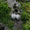 Cercei Wild Leaf